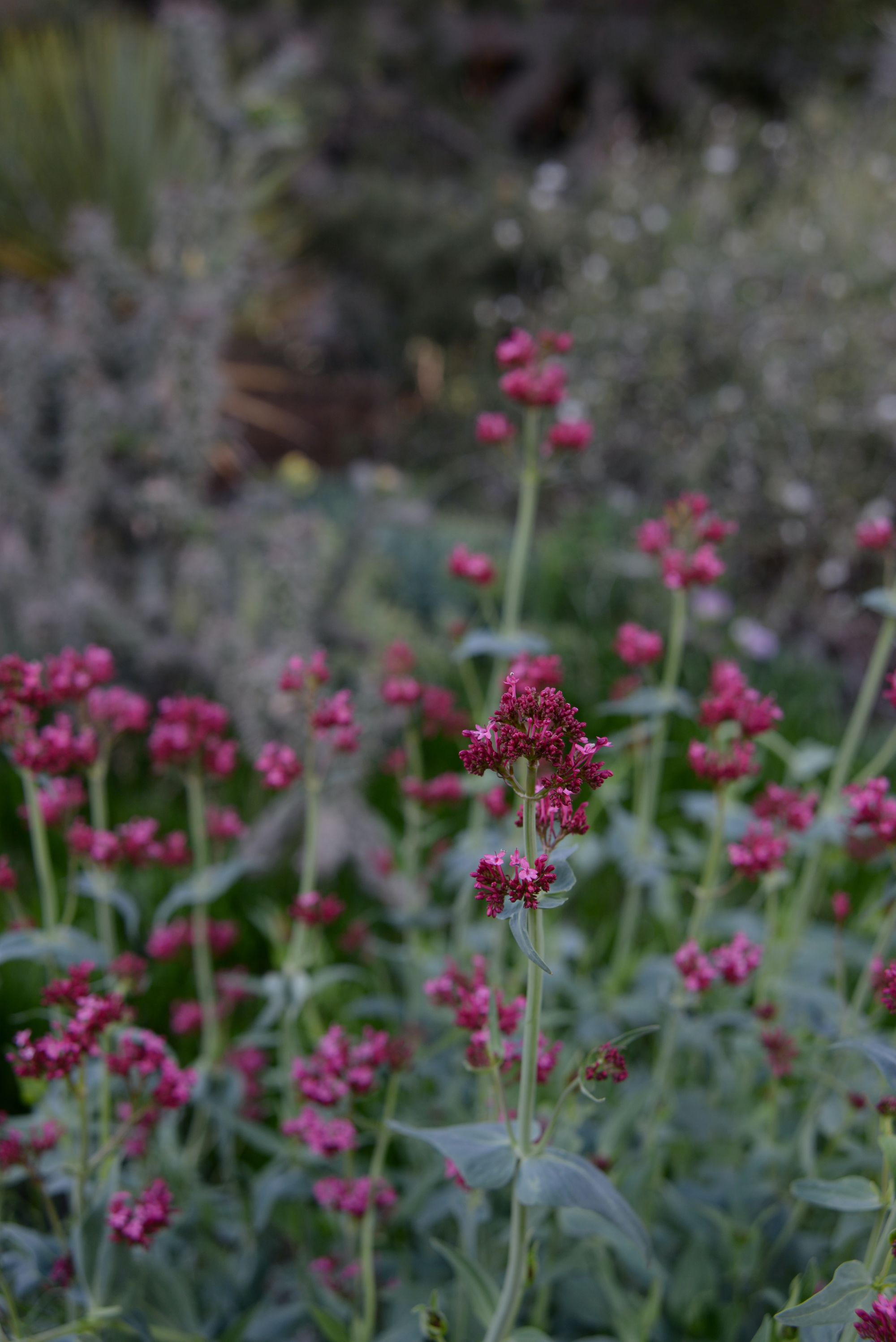 valerian root tea sedative