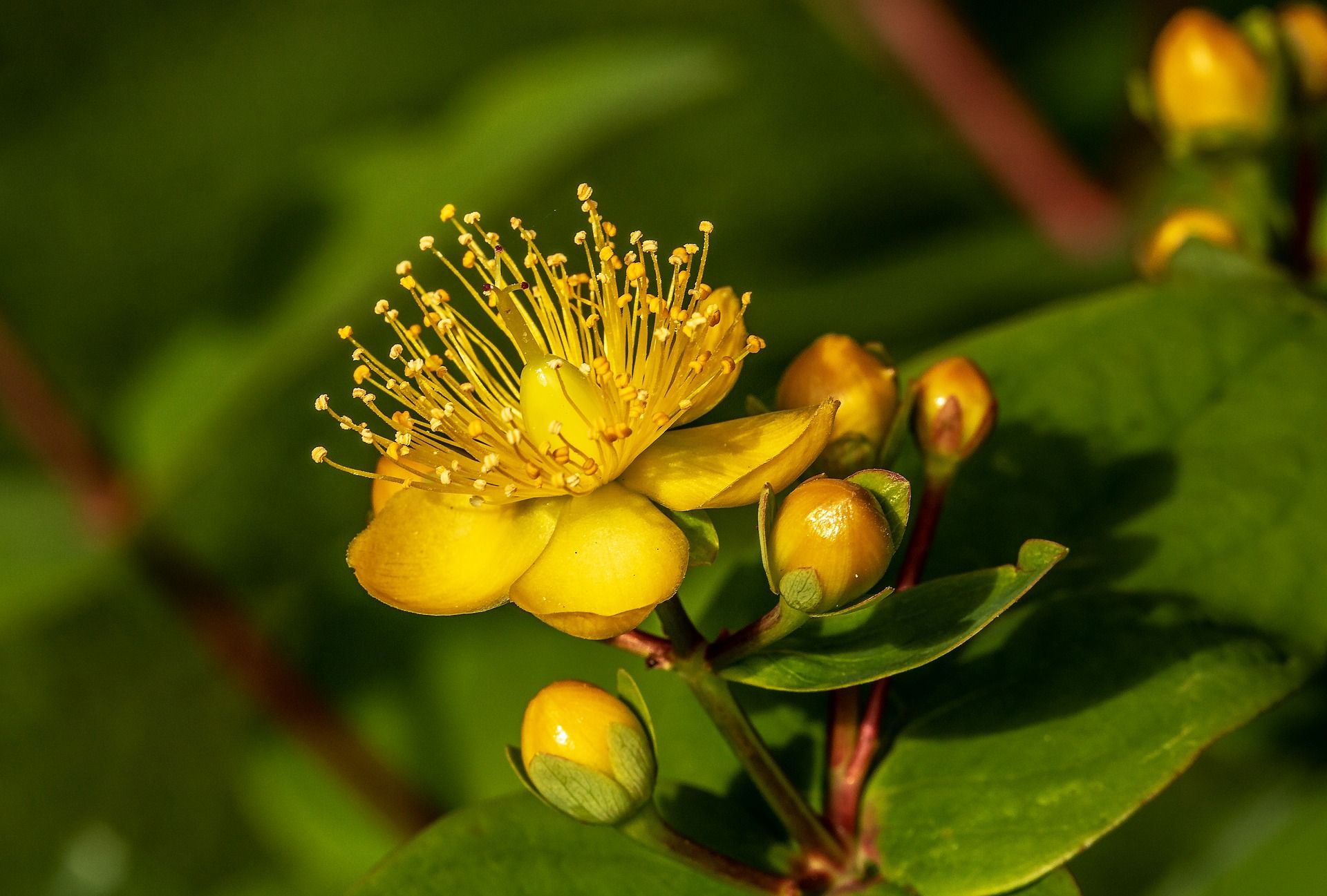 st john's wort tea