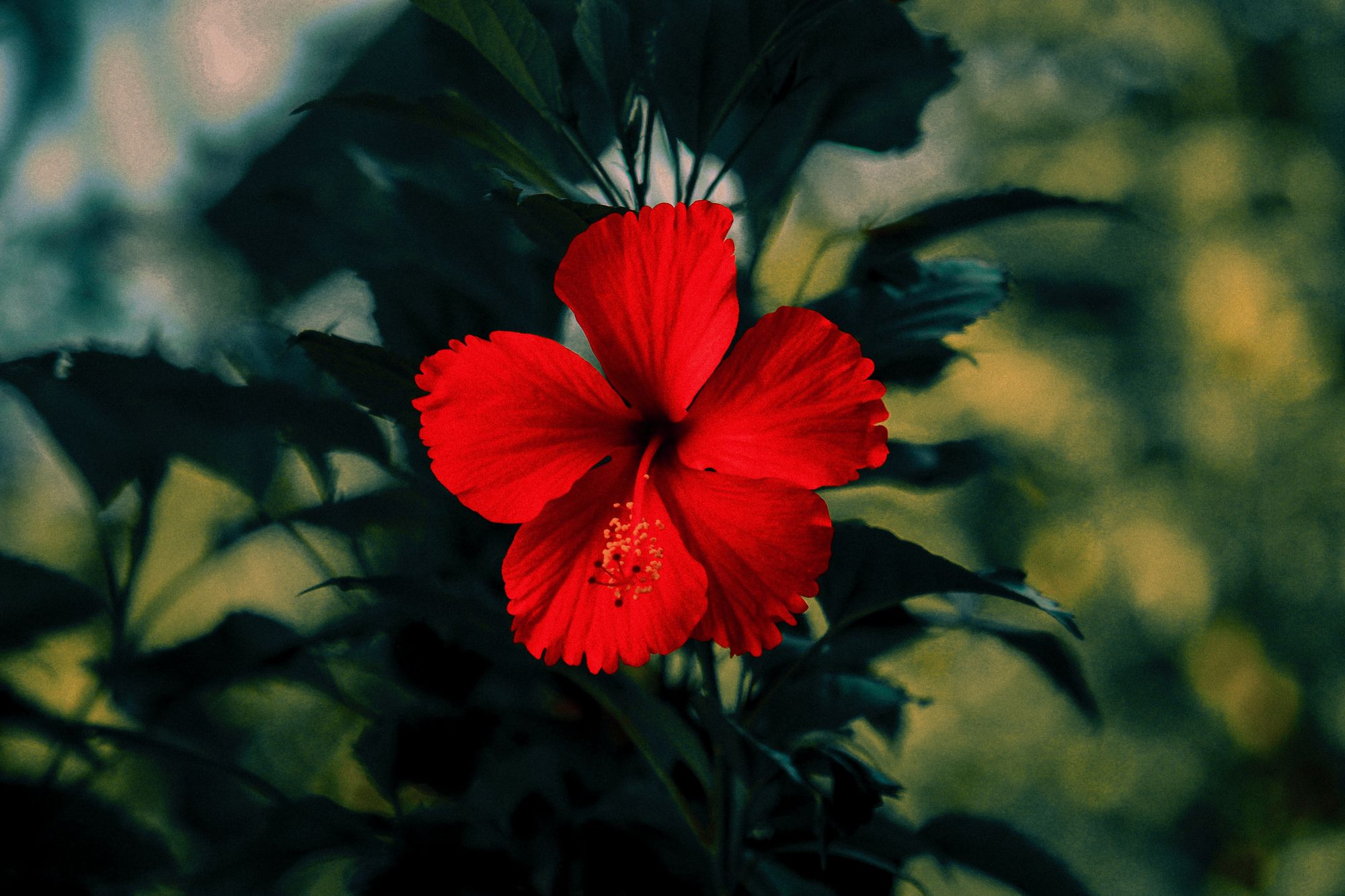 hibiscus tea herbal 